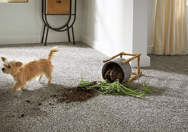 Karastan’s All Pet Protection for Western Michigan | DeGraaf Interiors